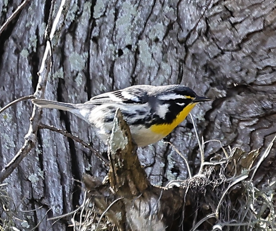 Yellow-throated Warbler (dominica/stoddardi) - joan garvey