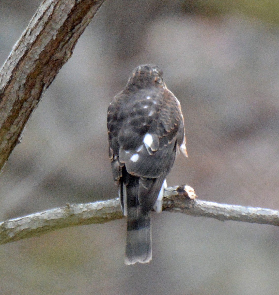 Sharp-shinned Hawk - ML535447721