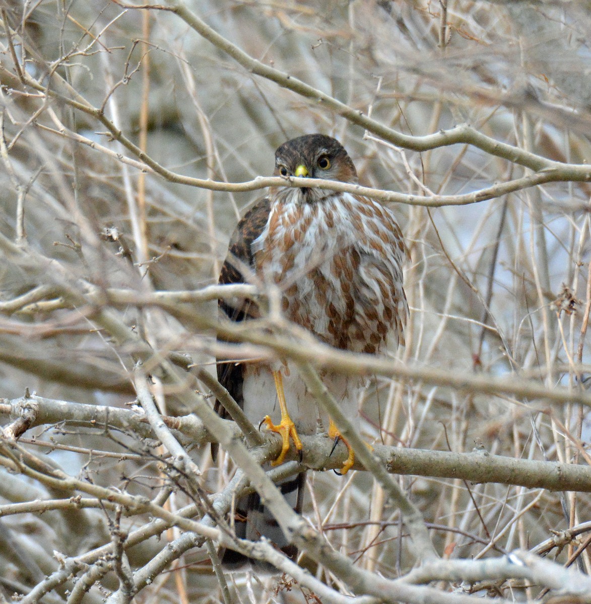 Sharp-shinned Hawk - ML535447731