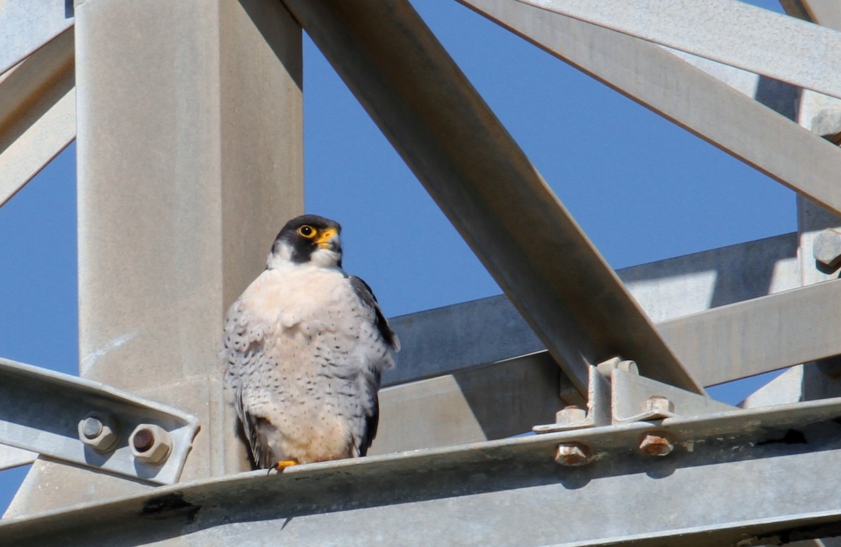 Peregrine Falcon - ML535447831