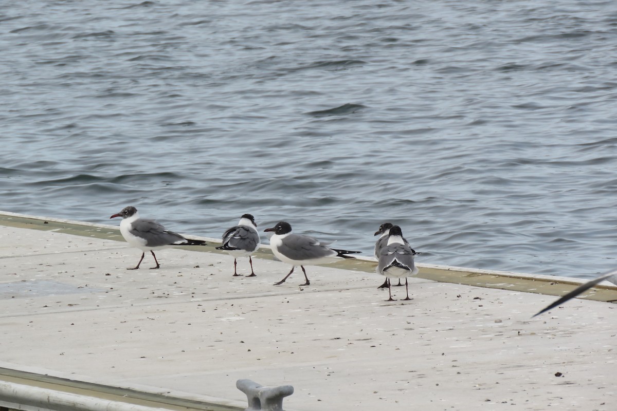 Laughing Gull - ML535447981