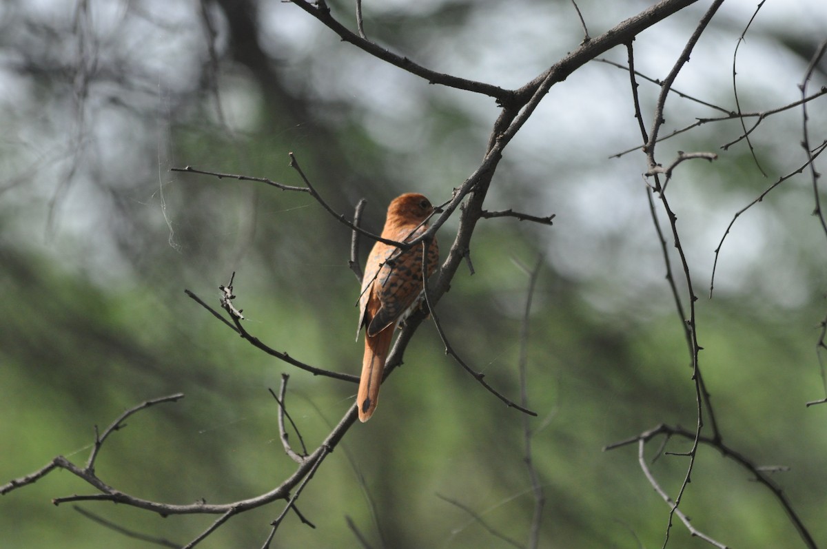 Gray-bellied Cuckoo - ML535448151