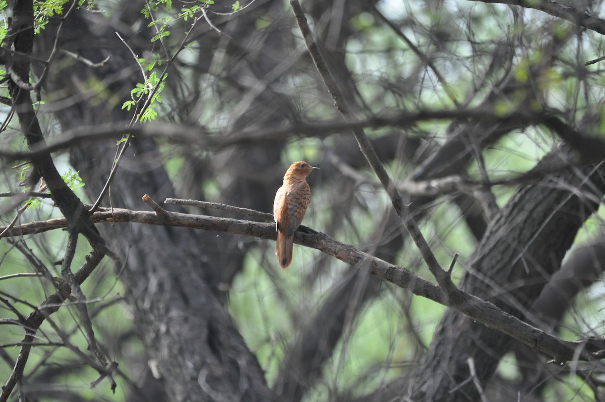 Gray-bellied Cuckoo - ML535448161