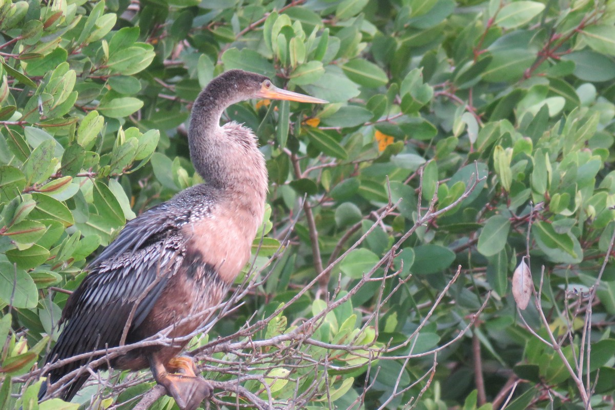 Amerika-Schlangenhalsvogel - ML535448171