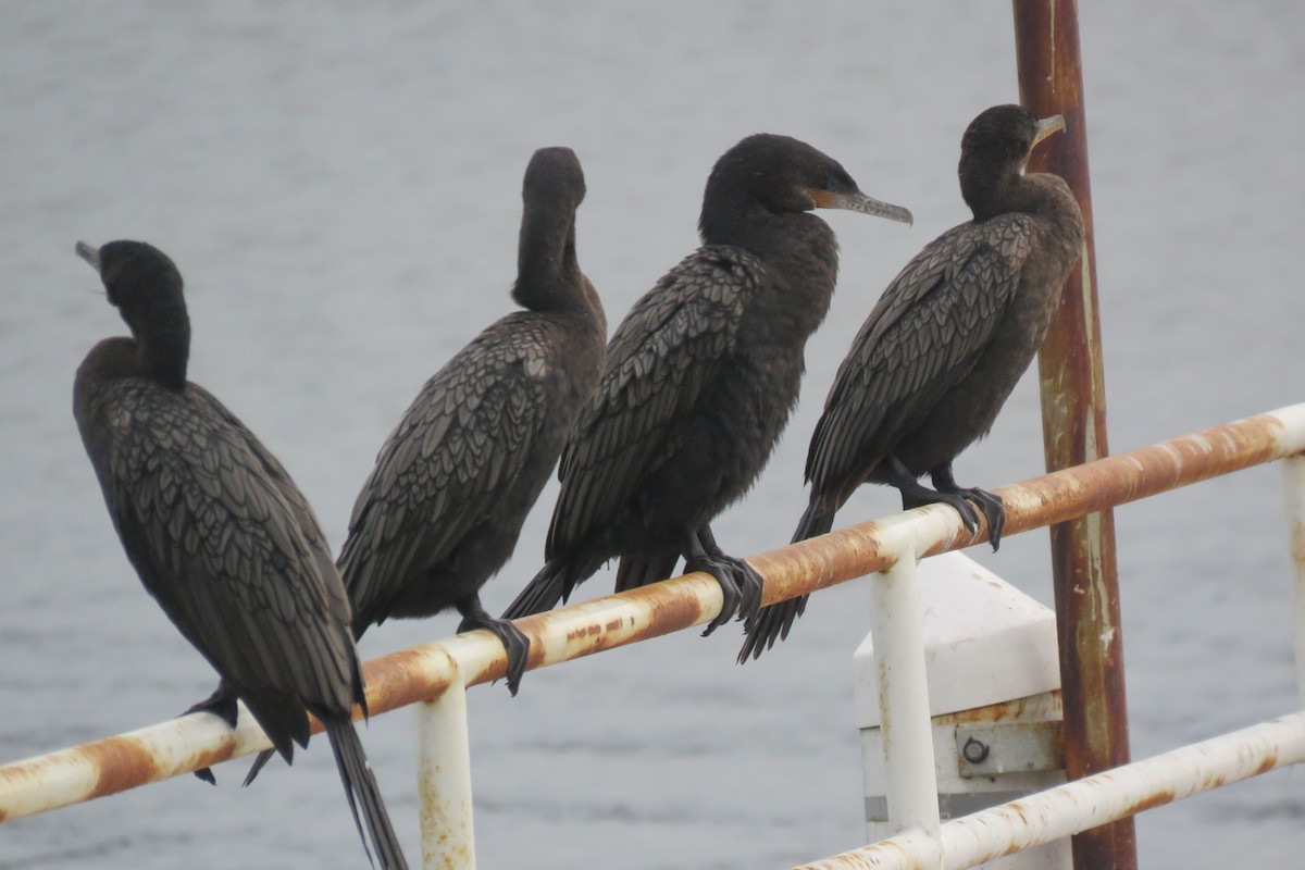 Neotropic Cormorant - ML535448401