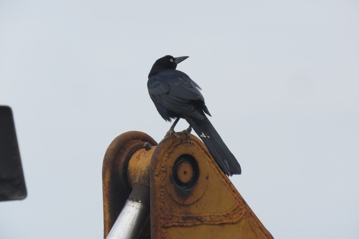 Great-tailed Grackle - ML535448881