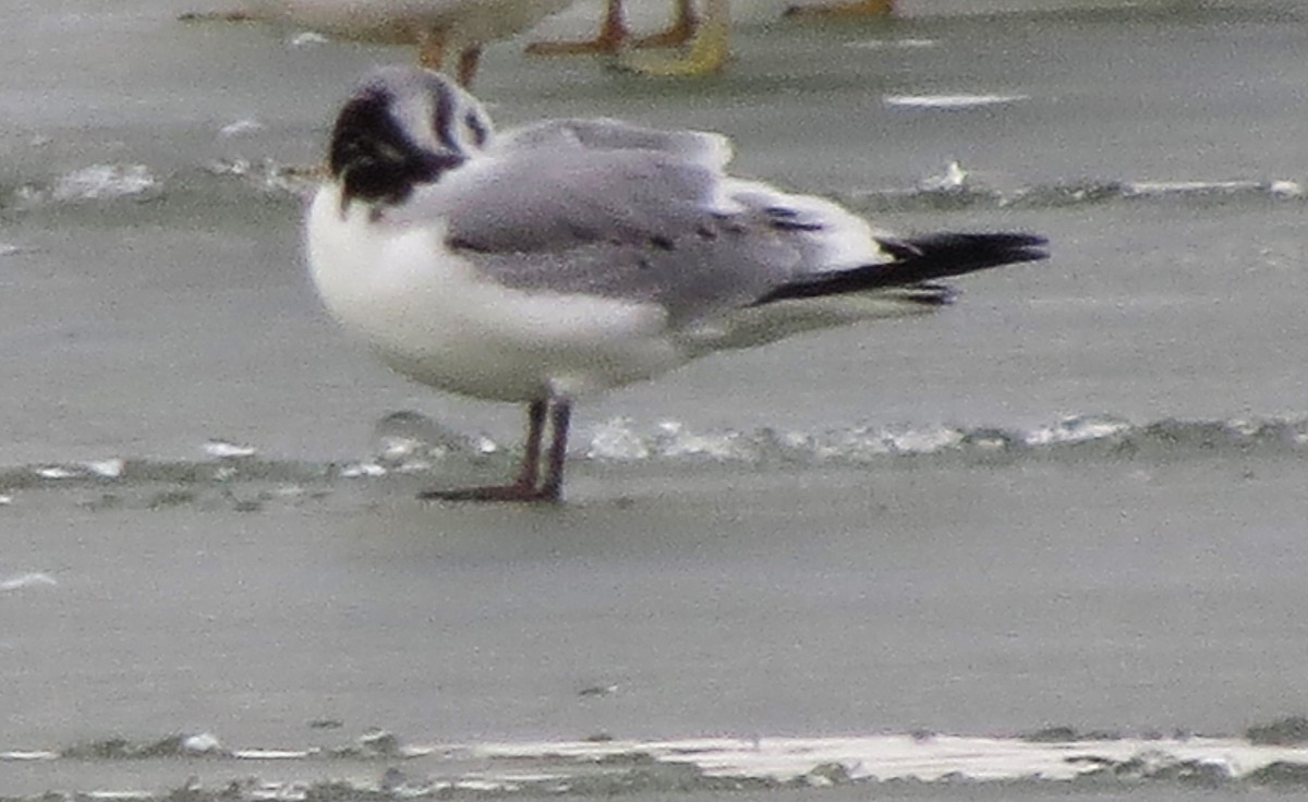 Black-legged Kittiwake - ML535449081