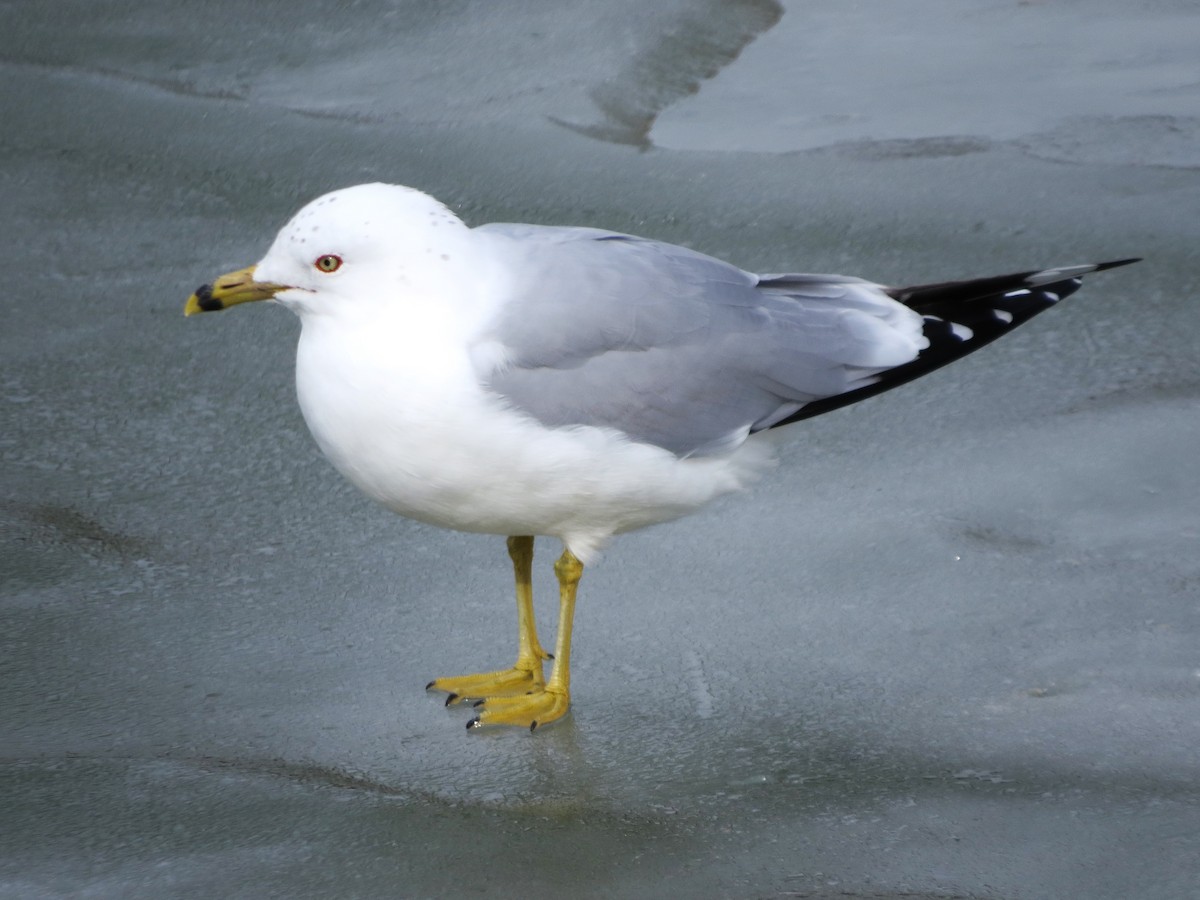 Ring-billed Gull - ML535449121