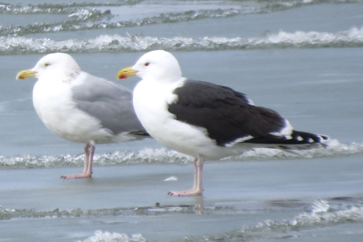 Great Black-backed Gull - ML535449181