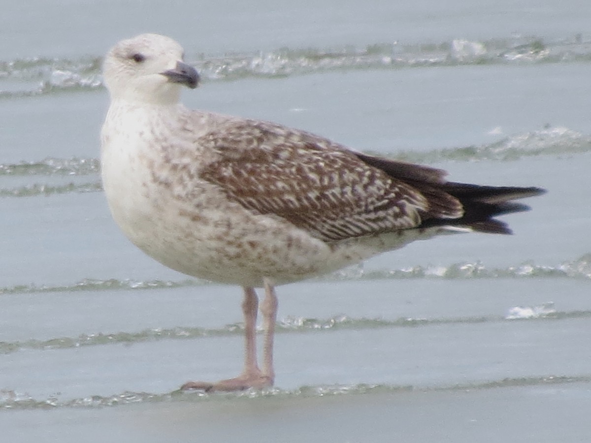 Great Black-backed Gull - ML535449191