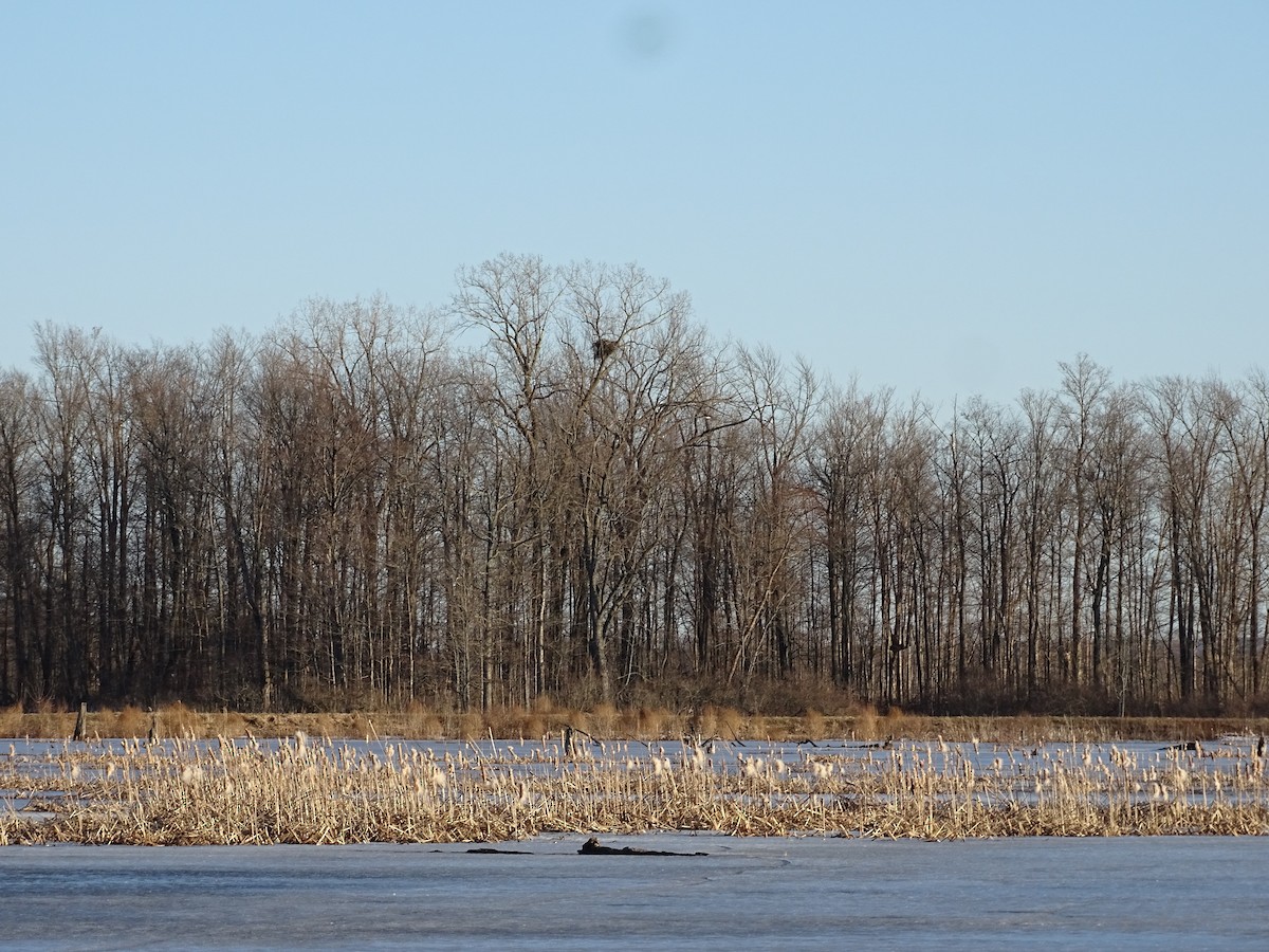 Bald Eagle - ML535449321