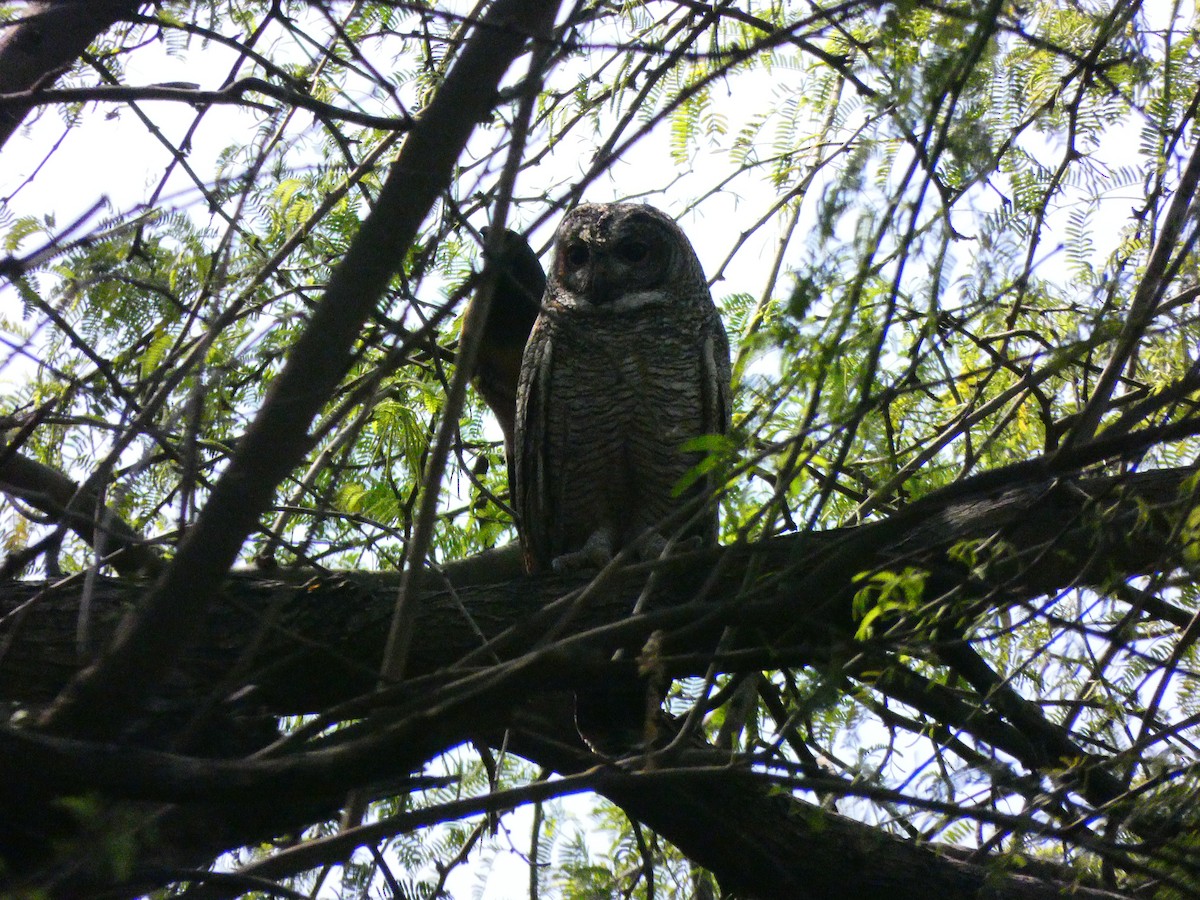 Mottled Wood-Owl - Derek Johnson