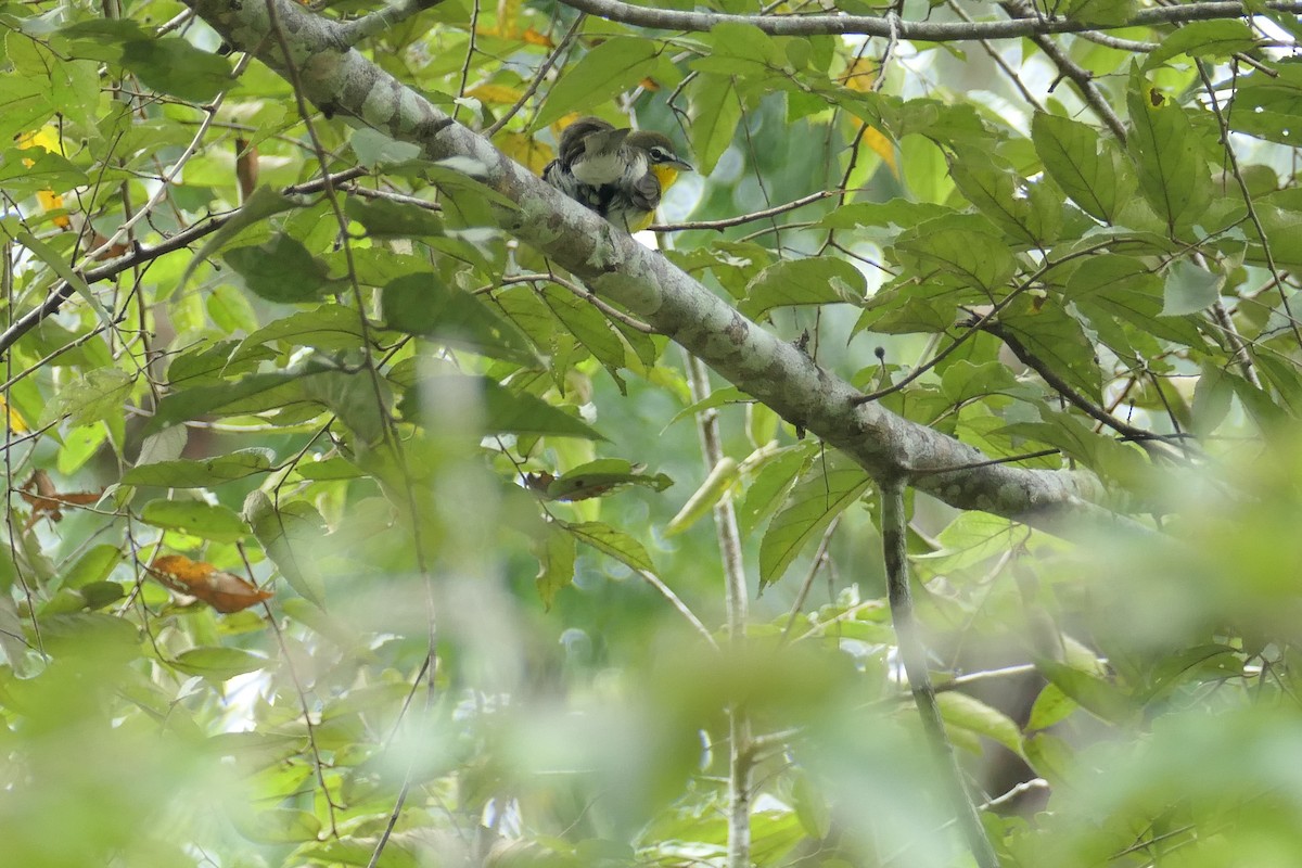 Yellow-breasted Chat - ML535450861