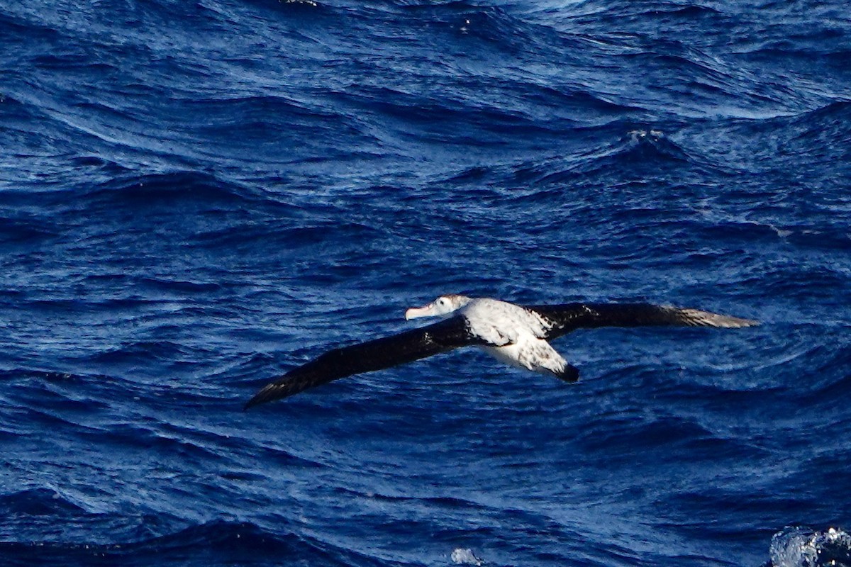 Albatros hurleur, A. de Tristan da Cunha ou A. des Antipodes - ML535450891