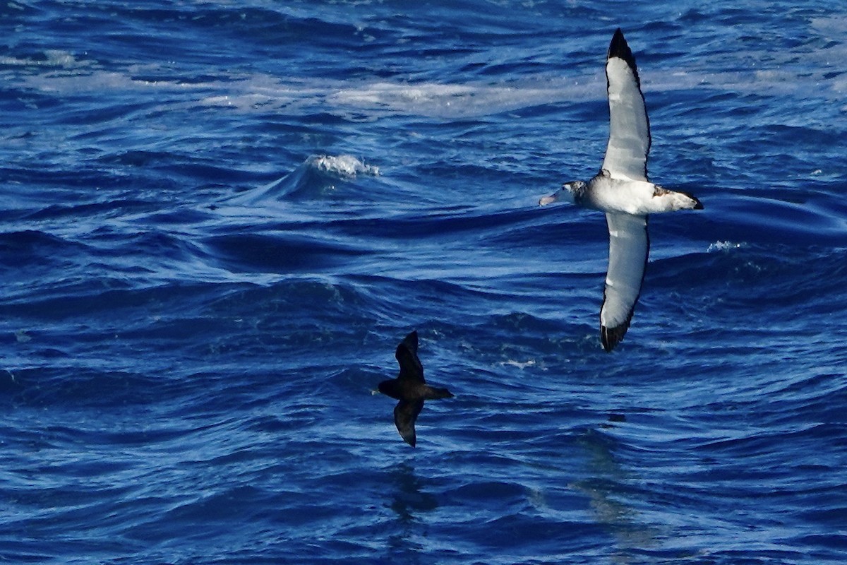 Albatros hurleur, A. de Tristan da Cunha ou A. des Antipodes - ML535450901