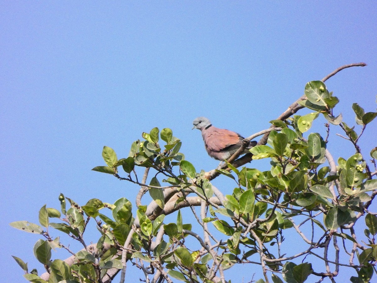 Red Collared-Dove - Derek Johnson