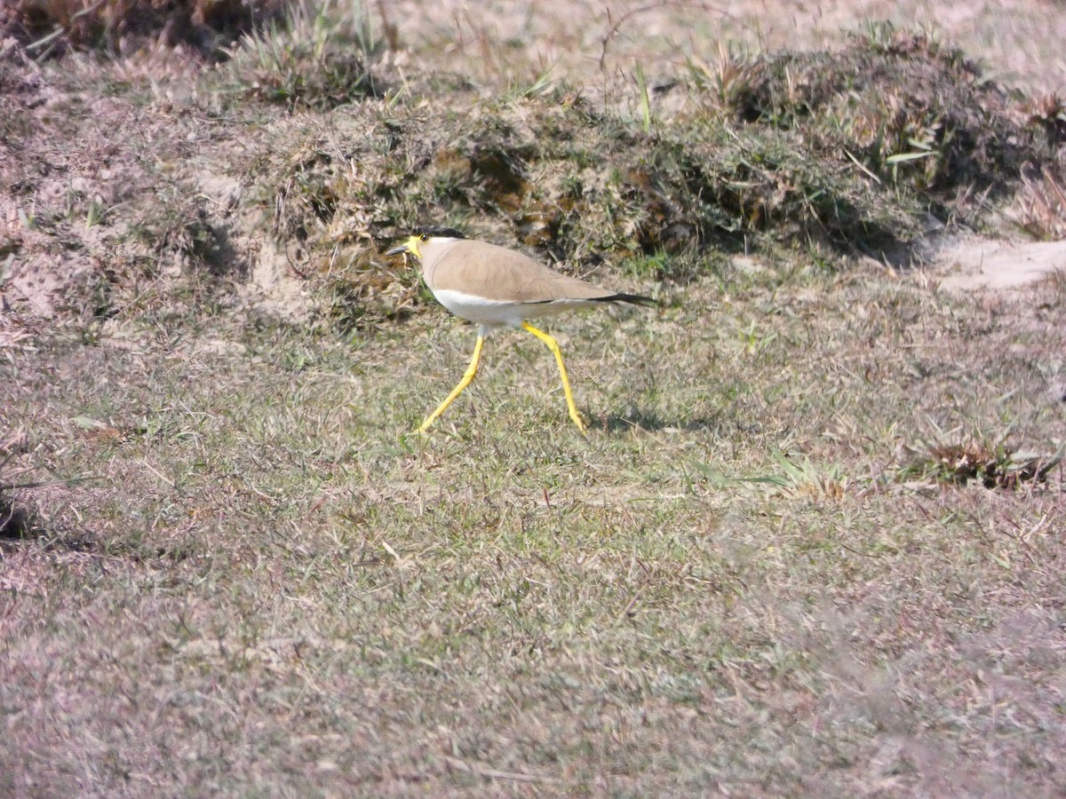 Yellow-wattled Lapwing - Derek Johnson