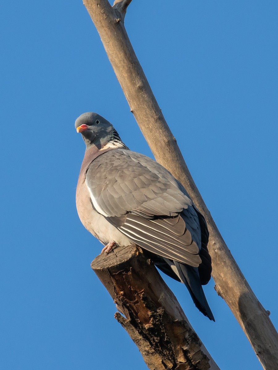 Common Wood-Pigeon - ML535451591