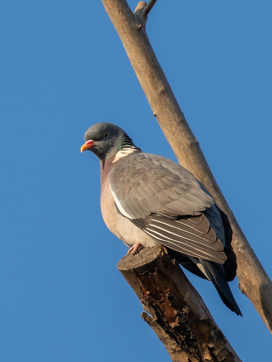 Common Wood-Pigeon - ML535451601