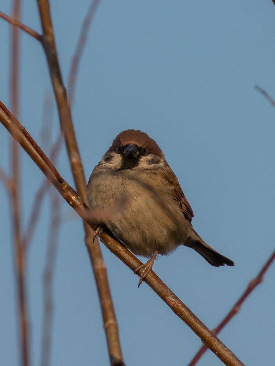 Eurasian Tree Sparrow - ML535451621