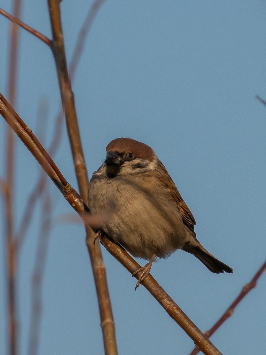 Eurasian Tree Sparrow - ML535451631