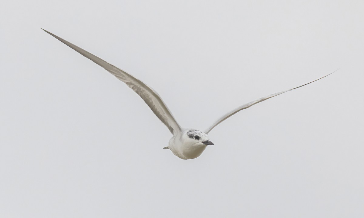 Whiskered Tern - ML535452051