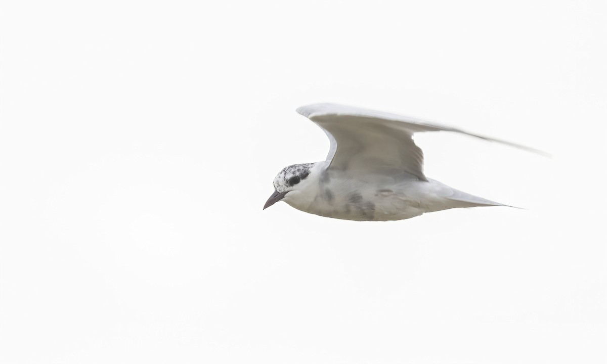 Whiskered Tern - ML535452061