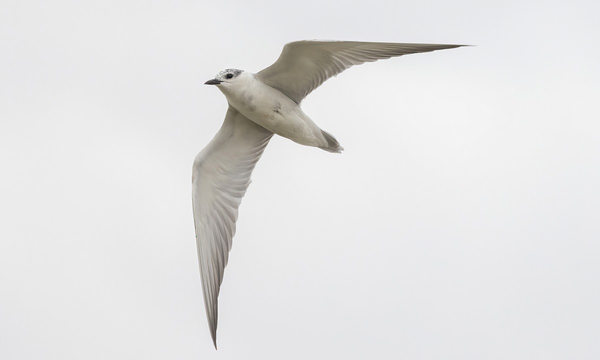 Whiskered Tern - ML535452071