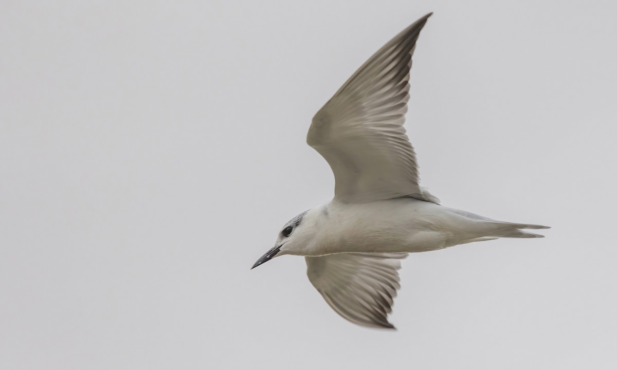 Whiskered Tern - ML535452081