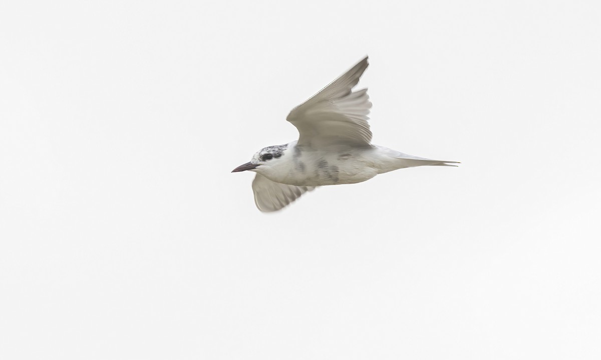 Whiskered Tern - ML535452091