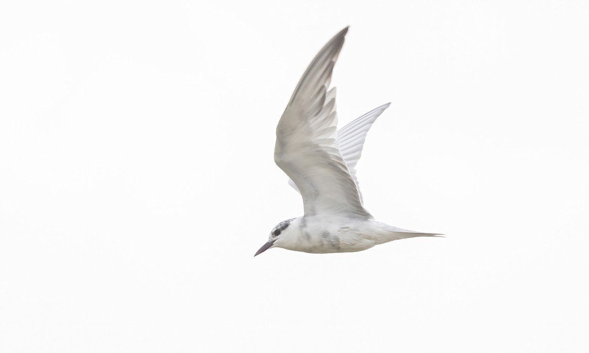 Whiskered Tern - ML535452101