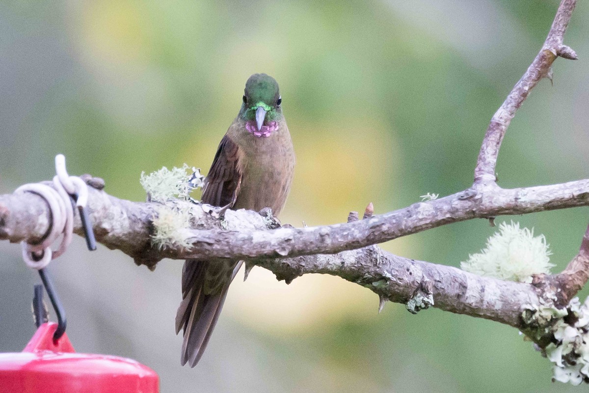 Fawn-breasted Brilliant - ML535452511