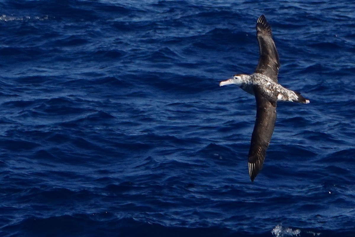 Albatros hurleur, A. de Tristan da Cunha ou A. des Antipodes - ML535453991