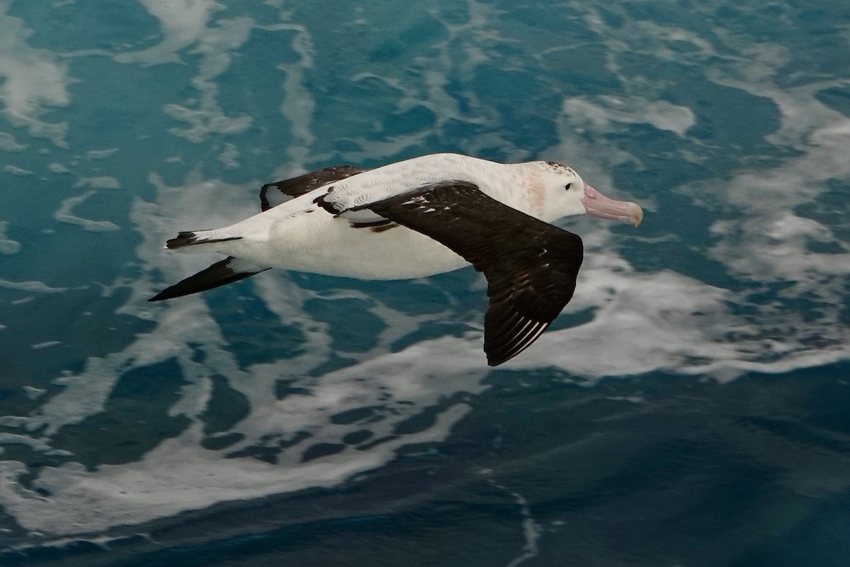 Albatros hurleur, A. de Tristan da Cunha ou A. des Antipodes - ML535454001