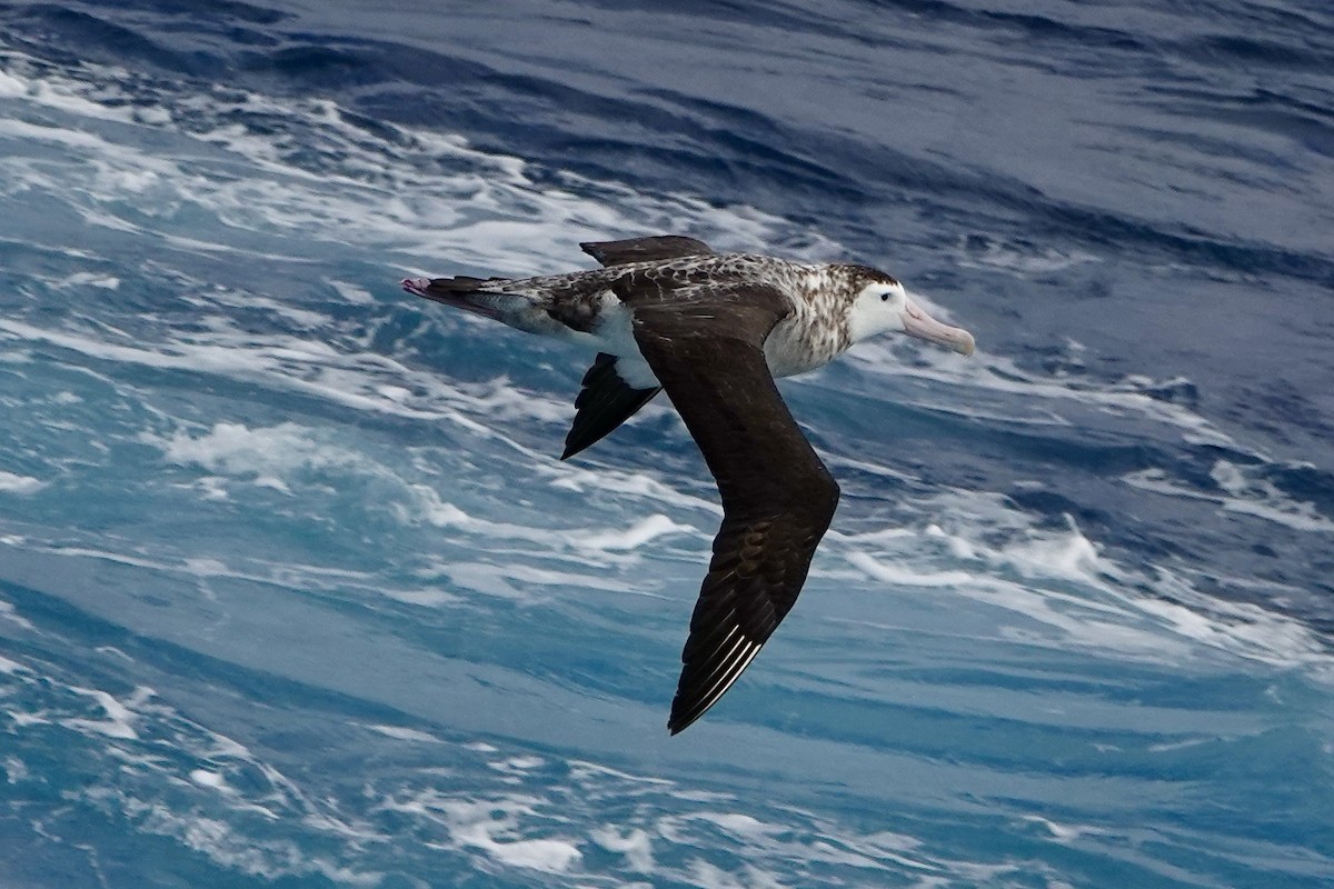 Albatros hurleur, A. de Tristan da Cunha ou A. des Antipodes - ML535454021