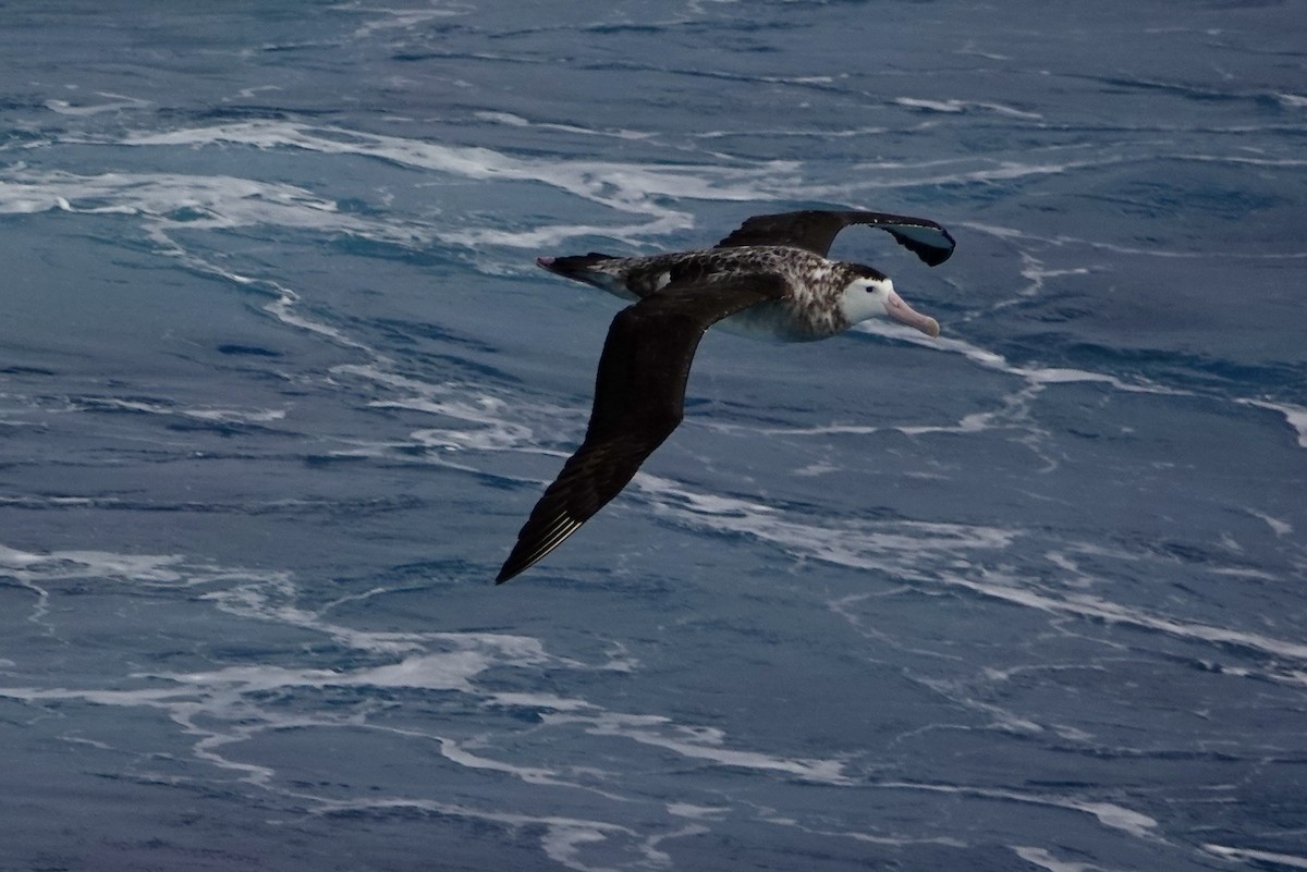 Albatros Viajero/de Tristán de Acuña/de las Antípodas - ML535454031