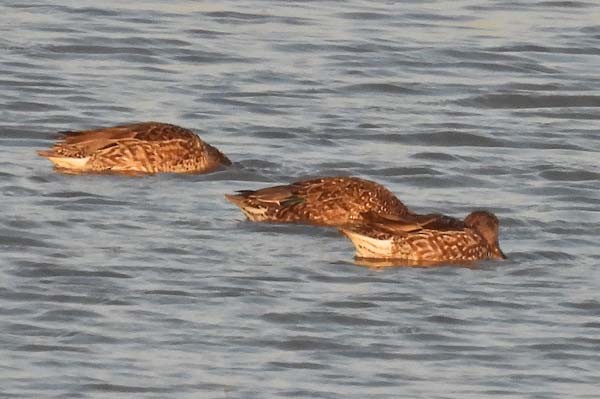 Green-winged Teal - ML535454381