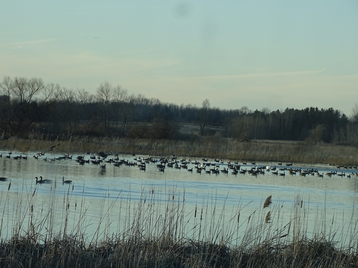 Canada Goose - ML535454951