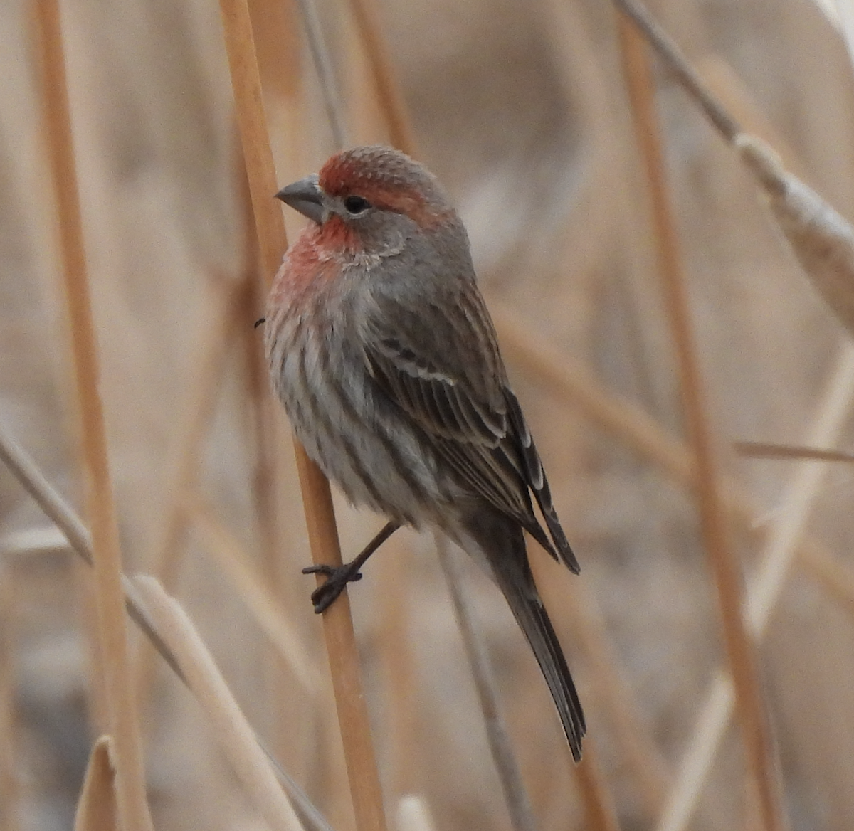 House Finch - ML535455431