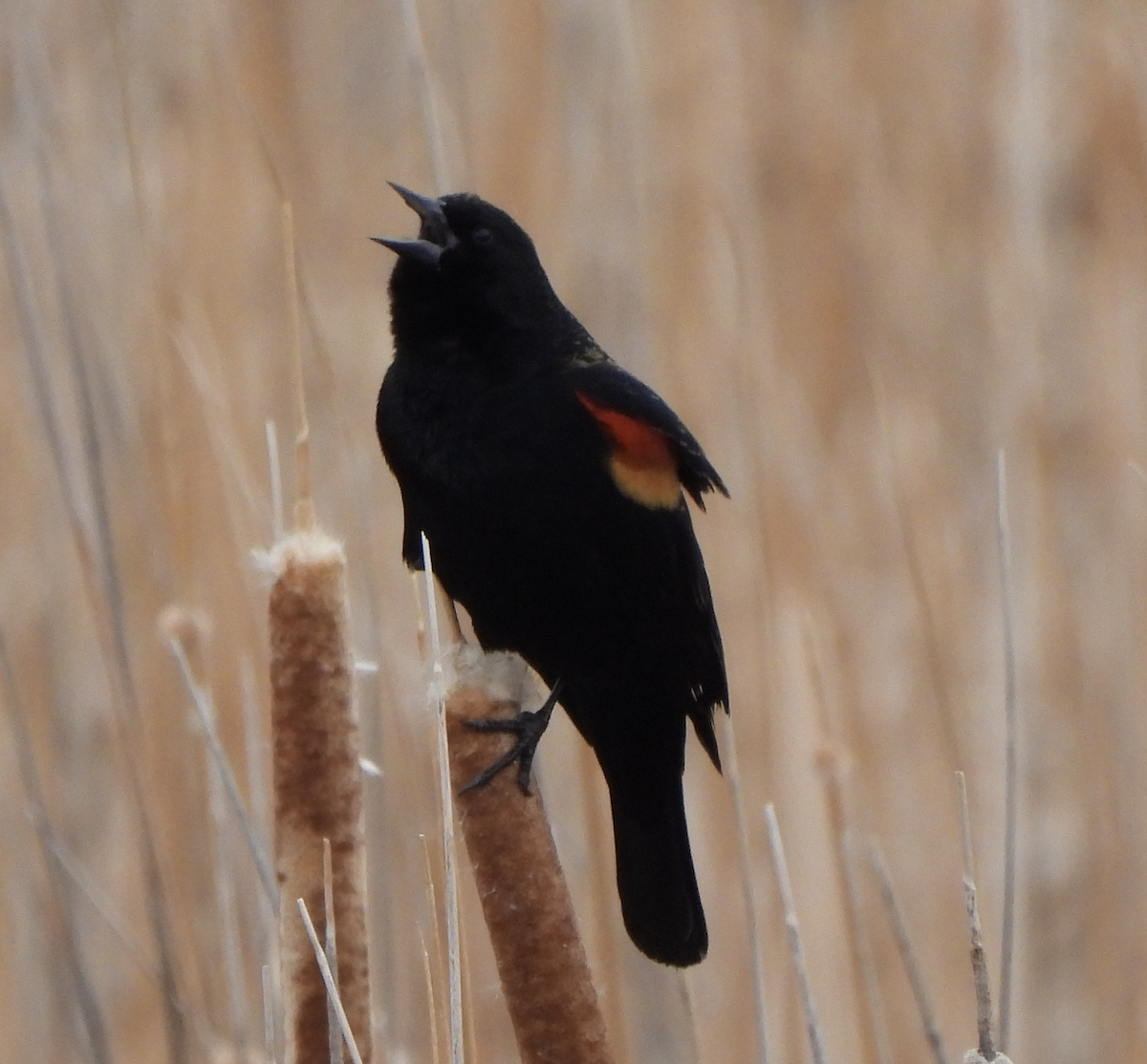 Red-winged Blackbird - ML535455551