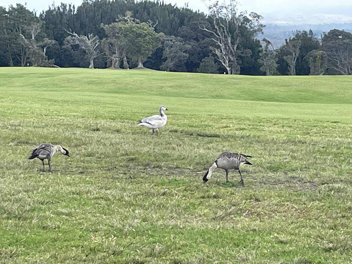 Snow Goose - ML535455691