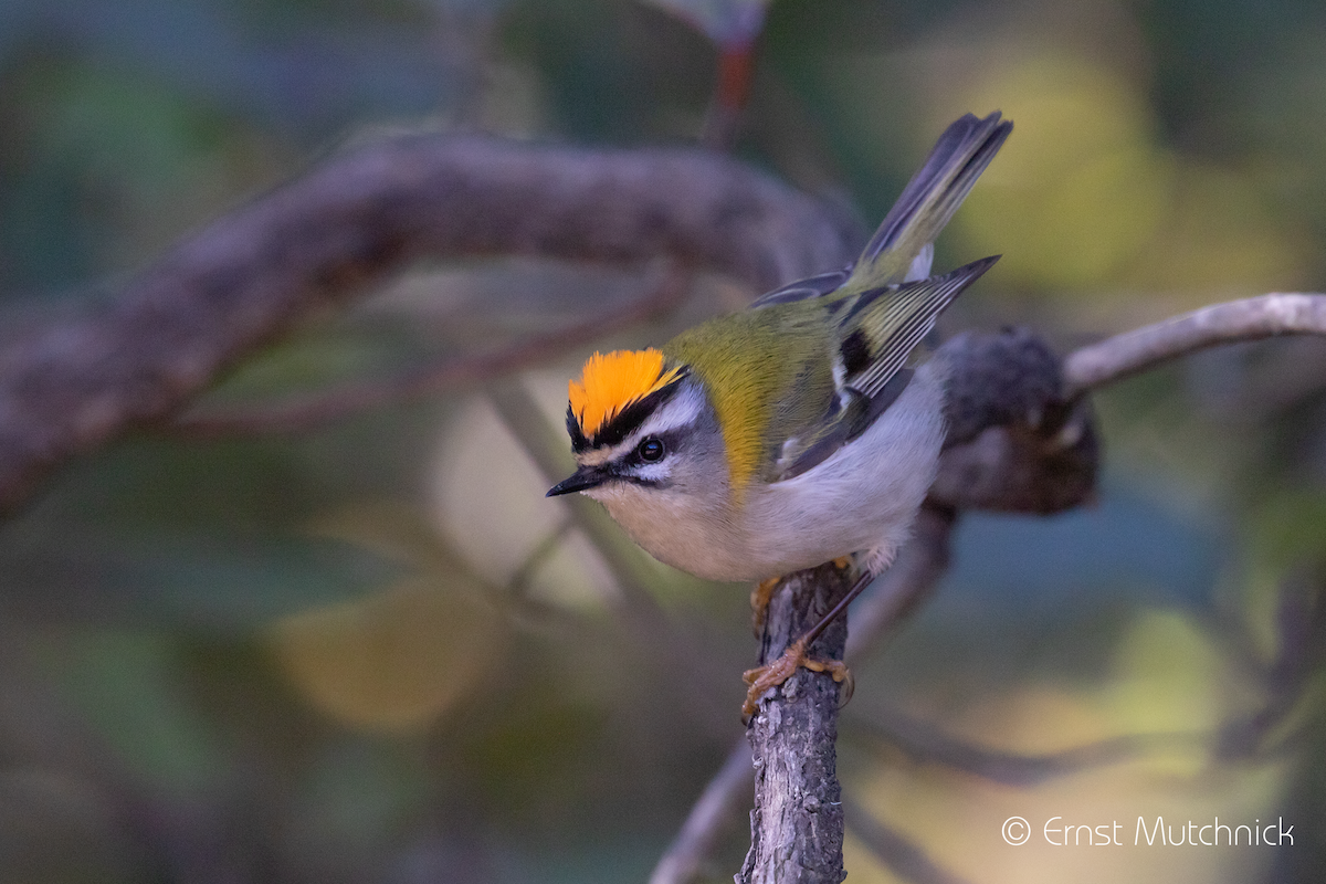 Common Firecrest - ML535456521