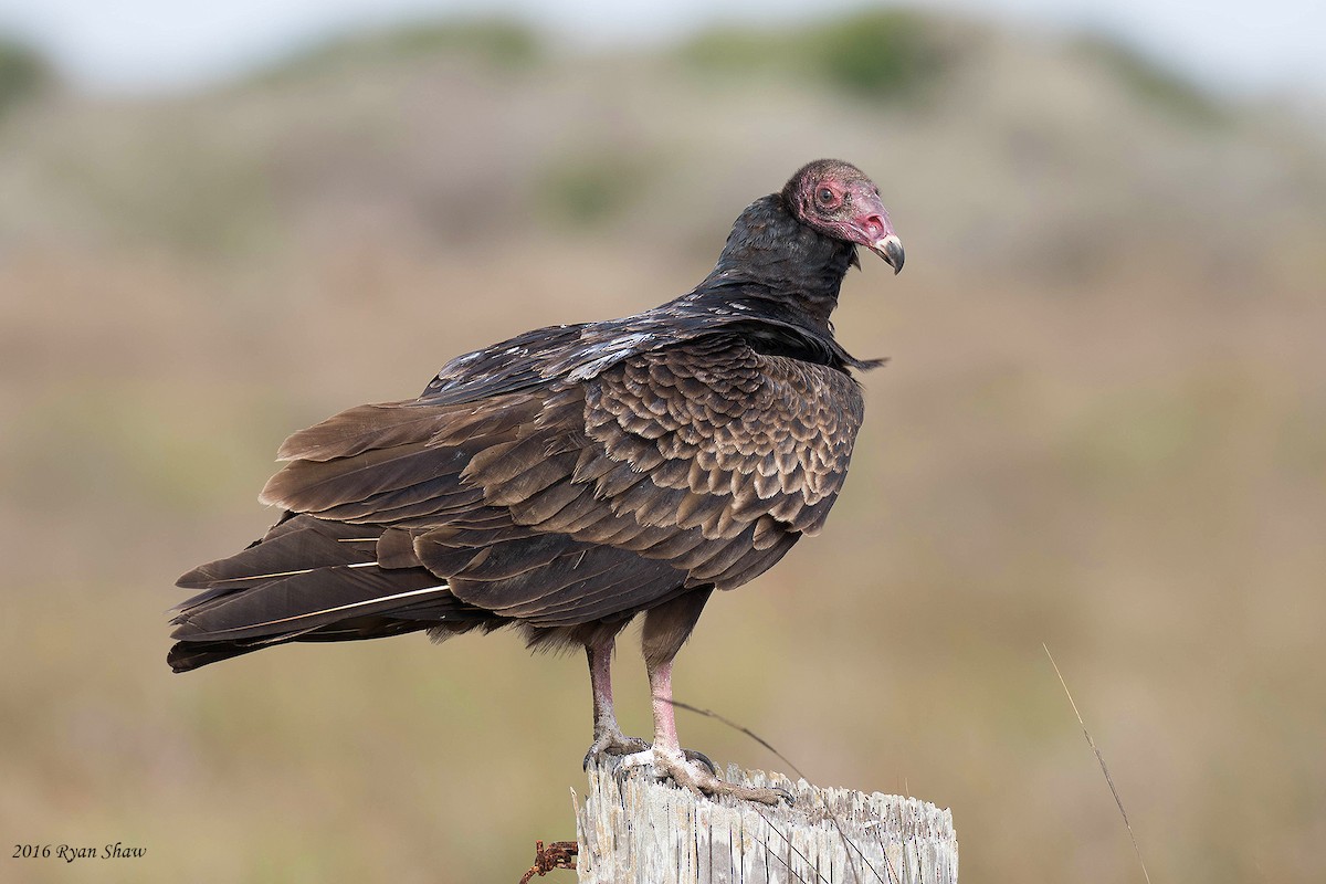 Turkey Vulture - ML53545701