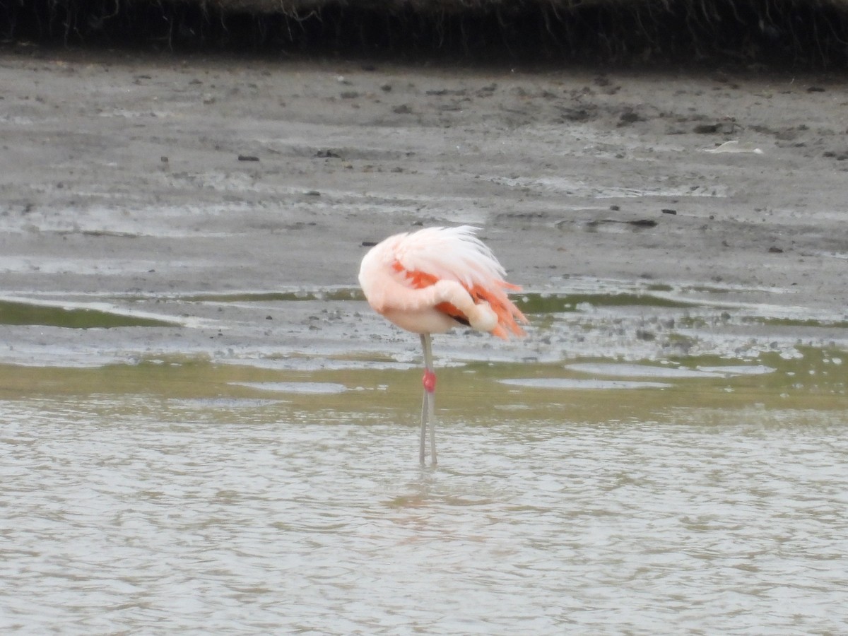 Chilean Flamingo - ML535457031
