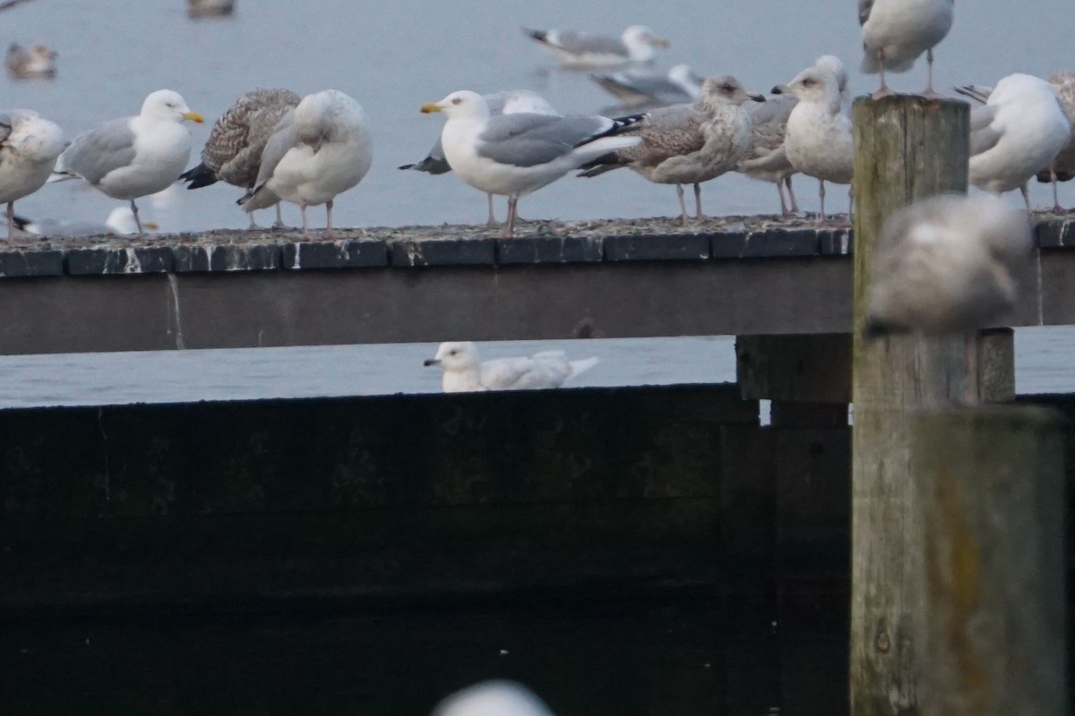 Gaviota Groenlandesa - ML535457481