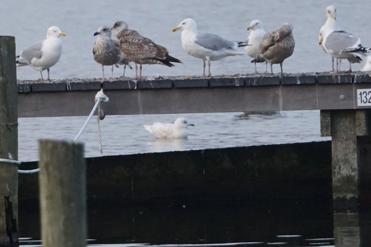 Gaviota Groenlandesa - ML535457491