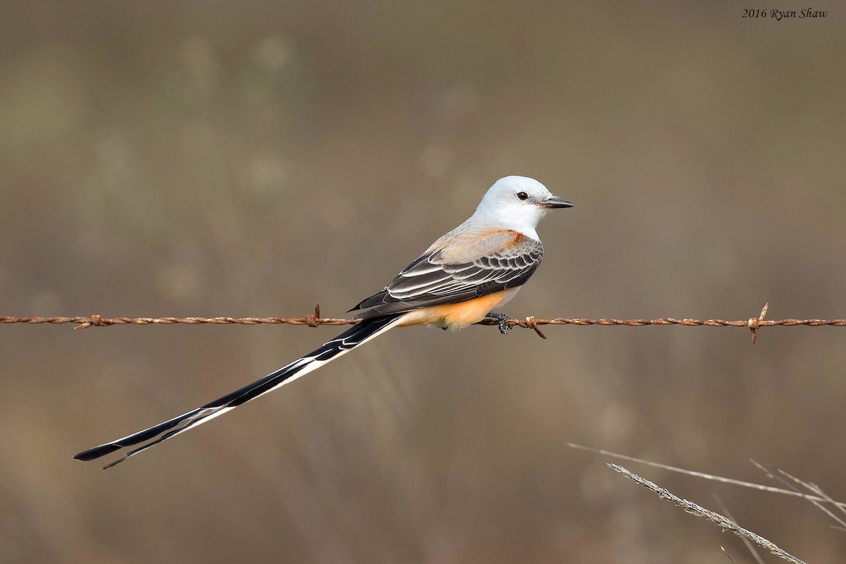Scissor-tailed Flycatcher - Ryan Shaw