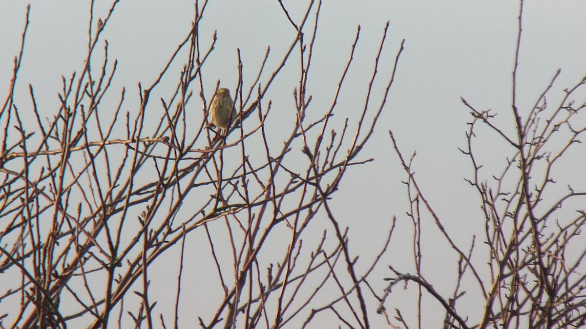 European Serin - Stephen Bailey