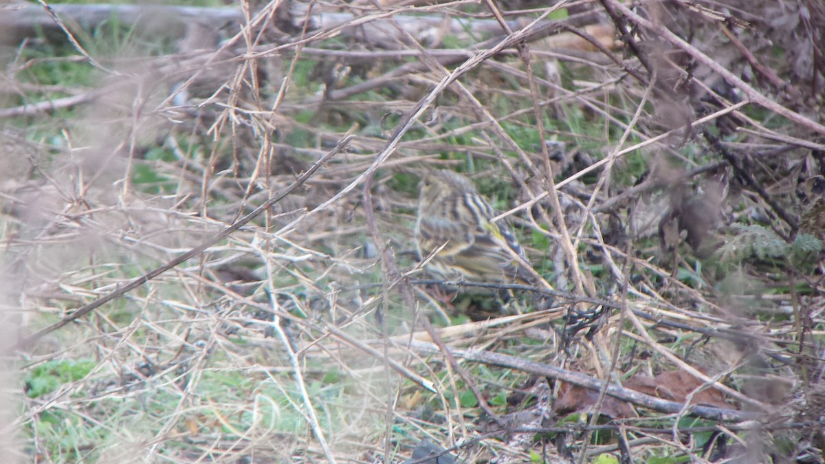 European Serin - Stephen Bailey