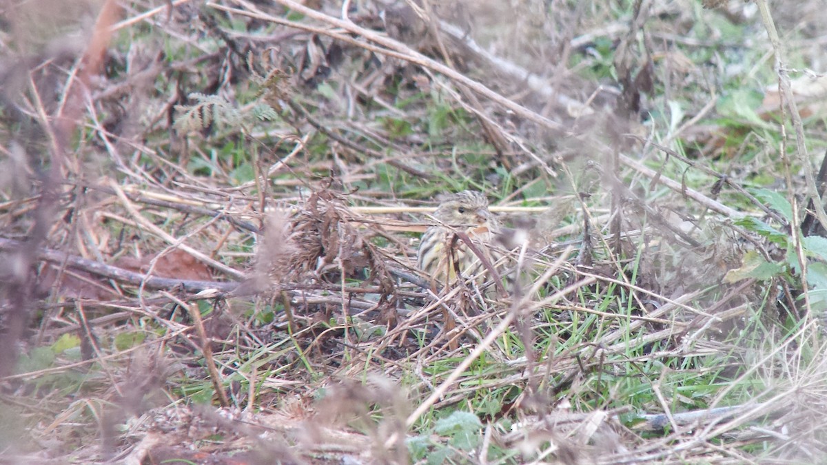 European Serin - ML535458501